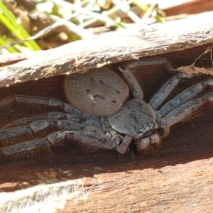 Isopeda sp. (genus) at Holt, ACT - 26 Mar 2021