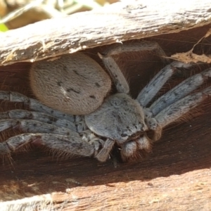 Isopeda sp. (genus) at Holt, ACT - 26 Mar 2021