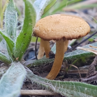Unverified Cap on a stem; gills below cap [mushrooms or mushroom-like] - 1 Jan 1900 by trevorpreston