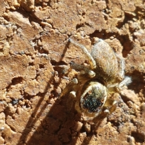 Maratus griseus at Lyneham, ACT - 26 Mar 2021 11:59 AM