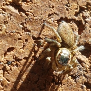 Maratus griseus at Lyneham, ACT - 26 Mar 2021 11:59 AM