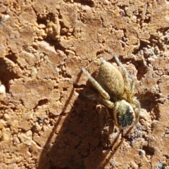 Maratus griseus at Lyneham, ACT - 26 Mar 2021 11:59 AM