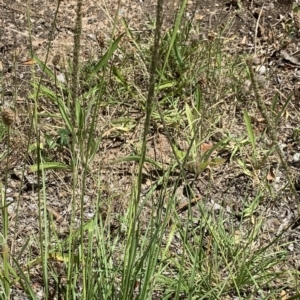 Sporobolus africanus at Reid, ACT - 9 Jan 2021