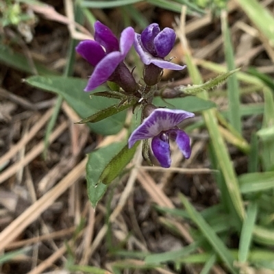 Glycine sp. at Reid, ACT - 8 Jan 2021 by JanetRussell