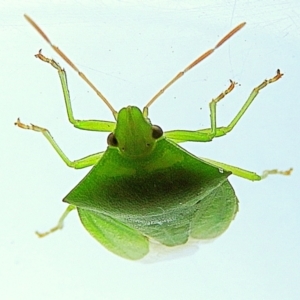 Cuspicona simplex at Crooked Corner, NSW - 13 Feb 2021