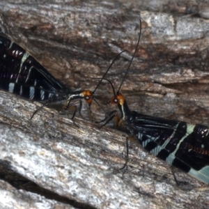 Porismus strigatus at Majura, ACT - 25 Mar 2021