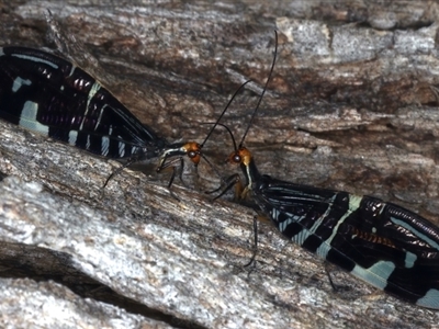 Porismus strigatus (Pied Lacewing) at Majura, ACT - 25 Mar 2021 by jb2602