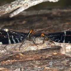 Porismus strigatus at Majura, ACT - 25 Mar 2021