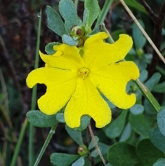 Hibbertia obtusifolia (Grey Guinea-flower) at Mount Painter - 25 Mar 2021 by drakes