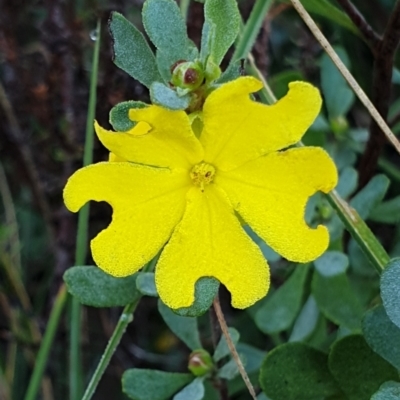 Hibbertia obtusifolia (Grey Guinea-flower) at Mount Painter - 25 Mar 2021 by drakes