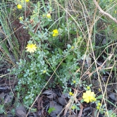 Hibbertia obtusifolia at Cook, ACT - 26 Mar 2021 08:38 AM