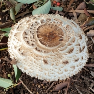 Chlorophyllum sp. at Cook, ACT - 25 Feb 2021 08:21 AM