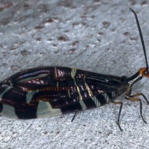 Porismus strigatus at Ainslie, ACT - 25 Mar 2021