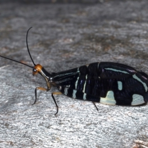 Porismus strigatus at Ainslie, ACT - 25 Mar 2021