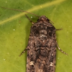 Proteuxoa (genus) at Melba, ACT - 20 Mar 2021 09:26 PM