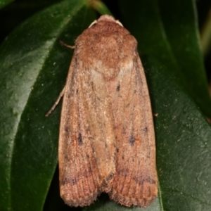 Proteuxoa porphyrescens at Melba, ACT - 21 Mar 2021 11:18 PM