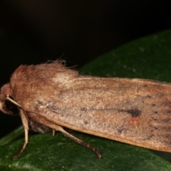 Proteuxoa porphyrescens at Melba, ACT - 21 Mar 2021 11:18 PM