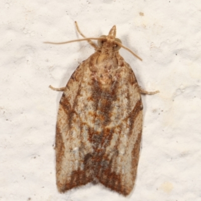 Epiphyas ashworthana (Ashworth's Tortrix) at Melba, ACT - 22 Mar 2021 by kasiaaus