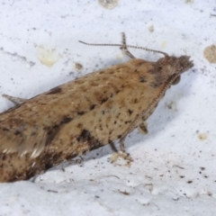 Tortricinae (subfamily) at Melba, ACT - 22 Mar 2021