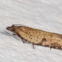 Tortricinae (subfamily) at Melba, ACT - 22 Mar 2021 01:54 AM