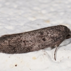 Palimmeces undescribed species nr hemiphanes at Melba, ACT - 22 Mar 2021