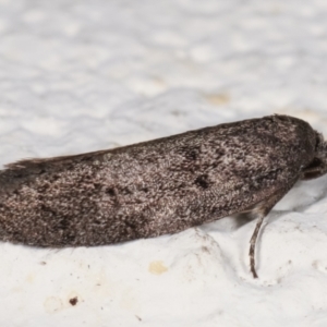 Palimmeces undescribed species nr hemiphanes at Melba, ACT - 22 Mar 2021