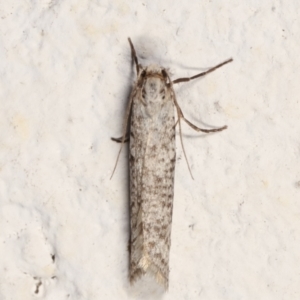 Lepidoscia (genus) ADULT at Melba, ACT - 22 Mar 2021