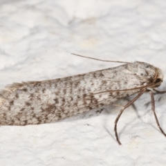 Lepidoscia (genus) ADULT at Melba, ACT - 22 Mar 2021