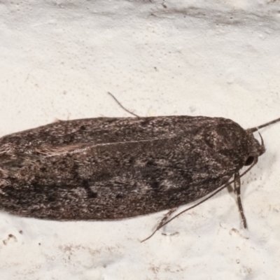 Palimmeces undescribed species nr hemiphanes (A Concealer moth) at Melba, ACT - 21 Mar 2021 by kasiaaus