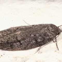 Palimmeces undescribed species nr hemiphanes at Melba, ACT - suppressed