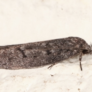 Palimmeces undescribed species nr hemiphanes at Melba, ACT - suppressed