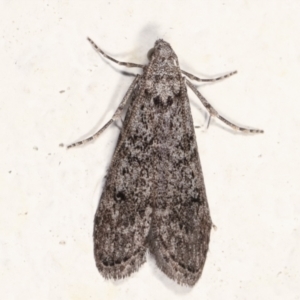 Heteromicta pachytera at Melba, ACT - 22 Mar 2021