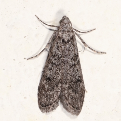 Heteromicta pachytera (Galleriinae subfamily moth) at Melba, ACT - 21 Mar 2021 by kasiaaus
