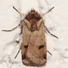 Agrotis porphyricollis (Variable Cutworm) at Melba, ACT - 22 Mar 2021 by kasiaaus