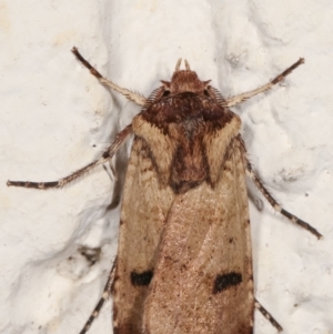 Agrotis porphyricollis at Melba, ACT - 22 Mar 2021