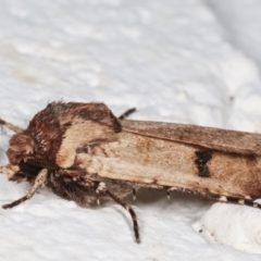 Agrotis porphyricollis at Melba, ACT - 22 Mar 2021 10:58 PM