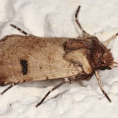 Agrotis porphyricollis at Melba, ACT - 22 Mar 2021