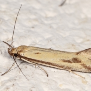 Corynotricha antipodella at Melba, ACT - 22 Mar 2021 11:03 PM