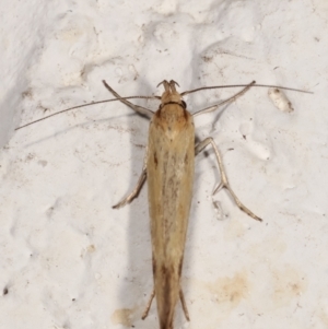 Corynotricha antipodella at Melba, ACT - 22 Mar 2021 11:03 PM