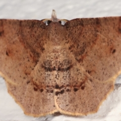 Rhinodia rostraria (Necklace Geometrid) at Melba, ACT - 24 Mar 2021 by kasiaaus