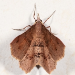 Rhinodia rostraria at Melba, ACT - 24 Mar 2021