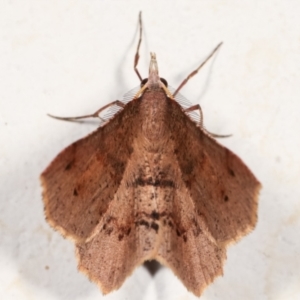 Rhinodia rostraria at Melba, ACT - 24 Mar 2021