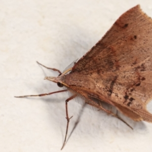 Rhinodia rostraria at Melba, ACT - 24 Mar 2021 01:01 AM