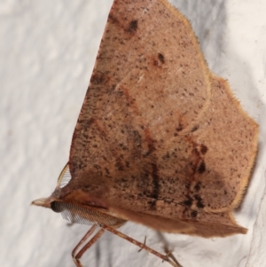 Rhinodia rostraria at Melba, ACT - 24 Mar 2021