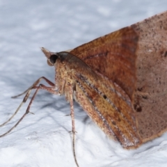 Rhinodia rostraria at Melba, ACT - 24 Mar 2021