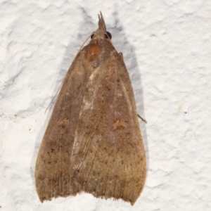 Rhapsa suscitatalis at Melba, ACT - 22 Mar 2021