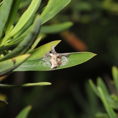 Celaenia atkinsoni (Atkinson's bird-dropping spider) at Downer, ACT - 26 Mar 2021 by TimL