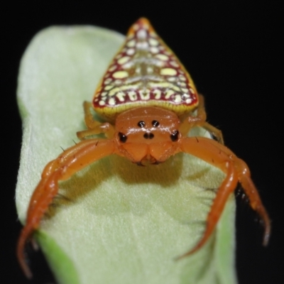 Arkys walckenaeri (Triangle spider) at Downer, ACT - 26 Mar 2021 by TimL