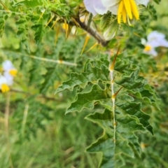 Solanum sisymbriifolium (Sticky Nightshade) at Pialligo, ACT - 17 Mar 2021 by Jiggy