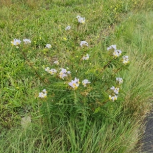 Solanum sisymbriifolium at Pialligo, ACT - 17 Mar 2021